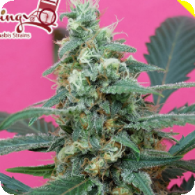 Mong - U - Mental Feminised Seeds